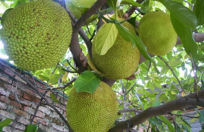 菠蘿蜜施復(fù)合肥時(shí)間和菠蘿蜜不開花的原因及解決措施大揭秘！！