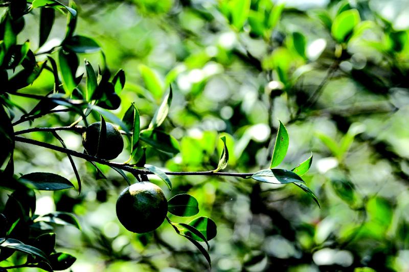 茶農(nóng)告訴你油茶如何施復(fù)合肥！油茶復(fù)合肥施肥技術(shù)在這里！