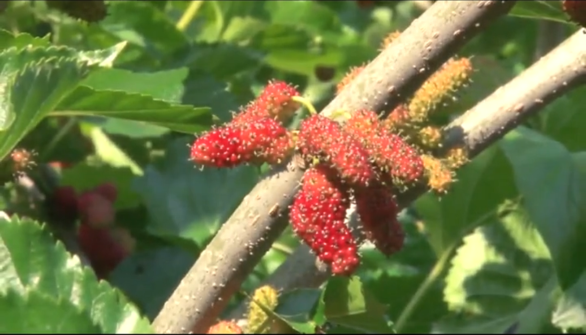 老農(nóng)告訴你桑椹復合肥如何施用才能高產(chǎn)高收??！